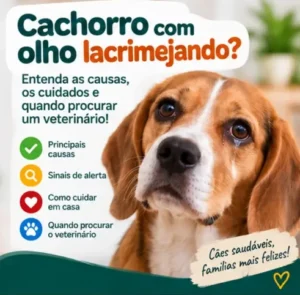 Cachorro com Olho Lacrimejando? Veja o Que Pode Ser