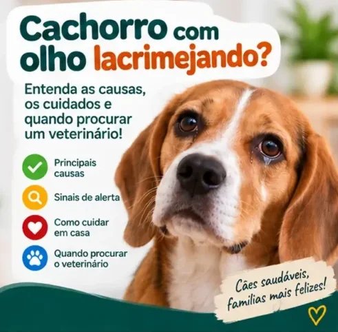 Cachorro com Olho Lacrimejando? Veja o Que Pode Ser