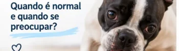 Cachorro Bebendo Muita Água: Quando é Normal e Quando se Preocupar?