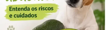 Cachorro Pode Comer Abacate? Entenda os Riscos e Cuidados