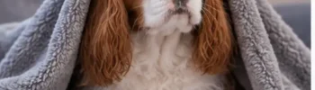 cachorro tremendo
