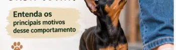 Por que o Cachorro Segue o Dono pela Casa Toda?