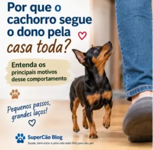 Por que o Cachorro Segue o Dono pela Casa Toda?