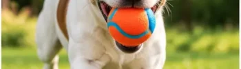cachorro brincando com bolinha colorida