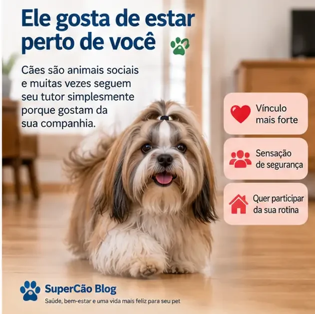 Cachorro da raça Lhasa Apso acompanhando seu tutor dentro de casa