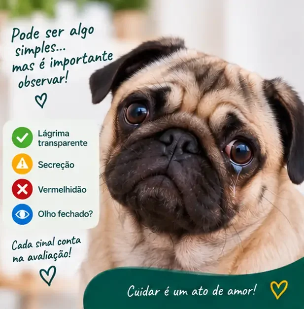 Cachorro com lacrimejamento na região dos olhos