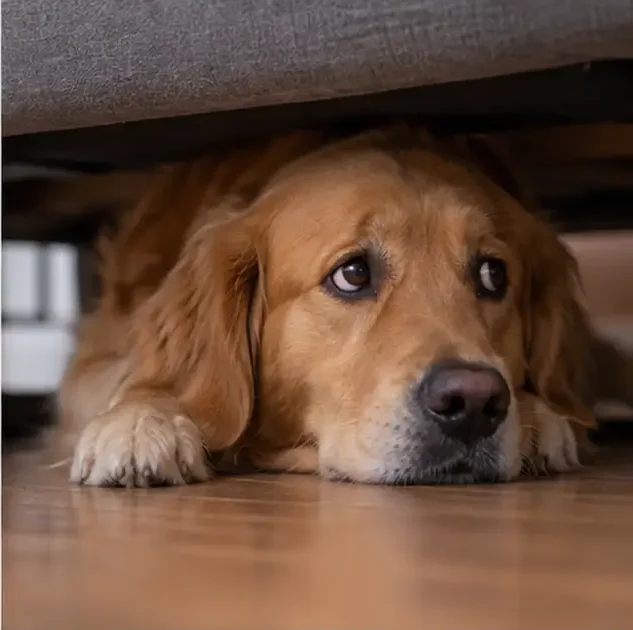 cão tremendo