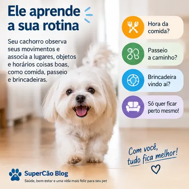Cachorro Maltês observando atentamente os movimentos do tutor em casa