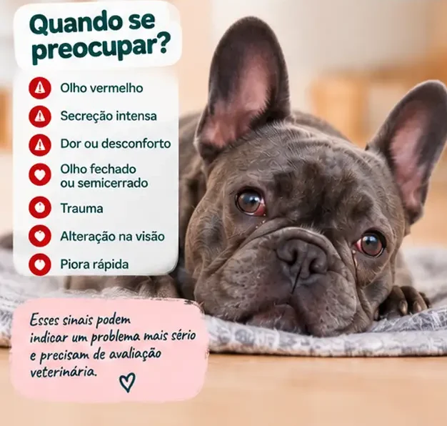 Cachorro com sinais de desconforto ocular que merecem atenção