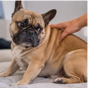 Como Saber se o Cachorro Está com Dor? 12 Sinais