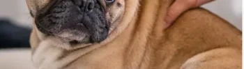 Como Saber se o Cachorro Está com Dor? 12 Sinais