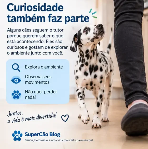 Cachorro Dálmata acompanhando o tutor por curiosidade dentro de casa