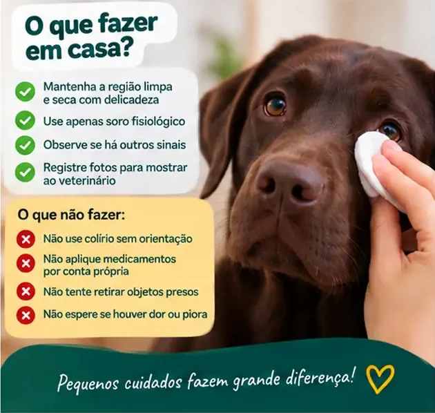 Cachorro durante observação dos olhos e cuidados de rotina