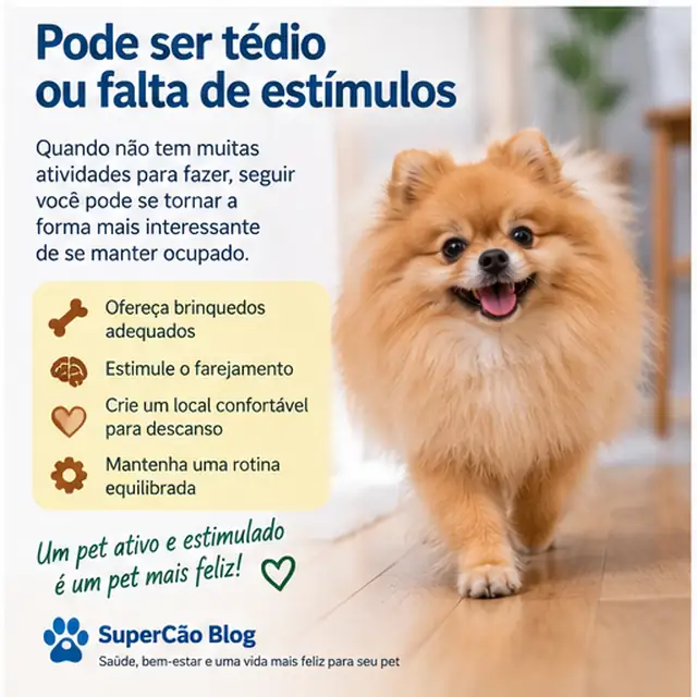 Lulu da Pomerânia em ambiente doméstico durante um momento tranquilo