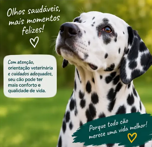 Cachorro com olhos aparentemente saudáveis e abertos normalmente