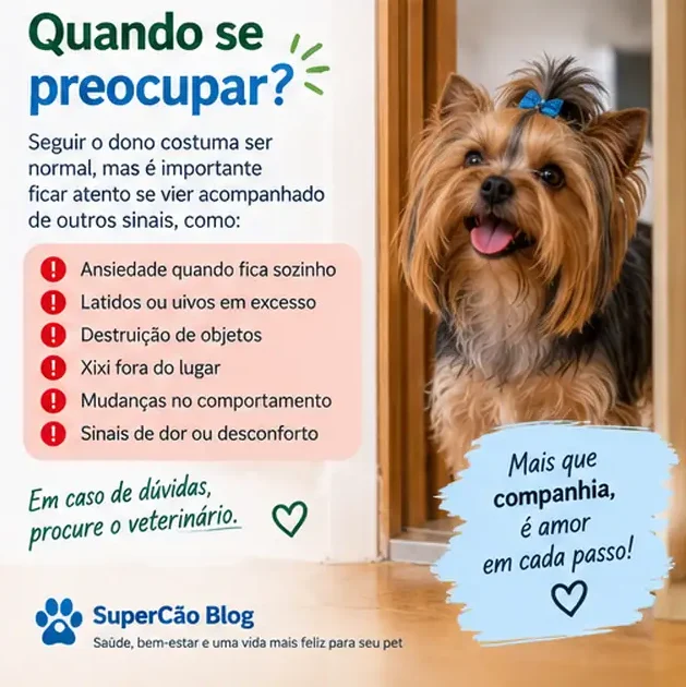 Cachorro Yorkshire próximo ao tutor em um ambiente doméstico
