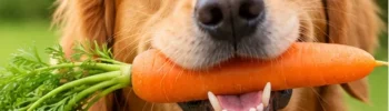 Cachorro segurando uma cenoura crua na boca como opção de petisco