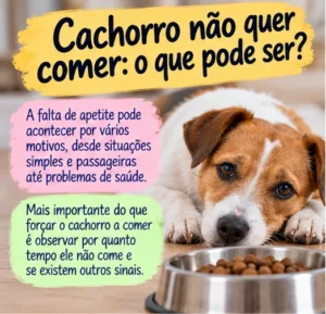 Cachorro diante do pote de ração e explicação sobre possíveis motivos para a falta de apetite