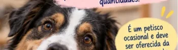 Cachorro ao lado de manga madura e explicação de que cães podem comer a polpa em pequenas quantidades