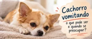 Cachorro vomitando: o que pode ser e quando se preocupar