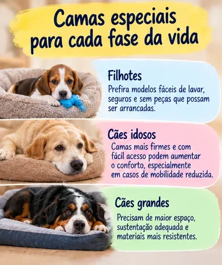 Tipos de cama e cuidados para filhotes, cães idosos e cachorros de grande porte