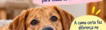 Cachorro deitado em uma cama e orientações sobre como escolher a cama ideal para cachorro
