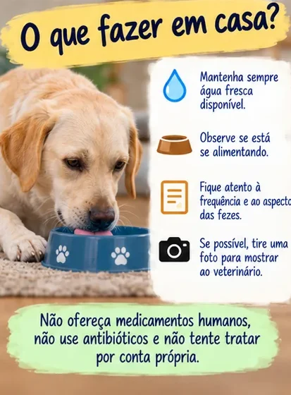 Orientações sobre o que fazer em casa quando o cachorro está com diarreia, incluindo oferecer água fresca e observar as fezes
