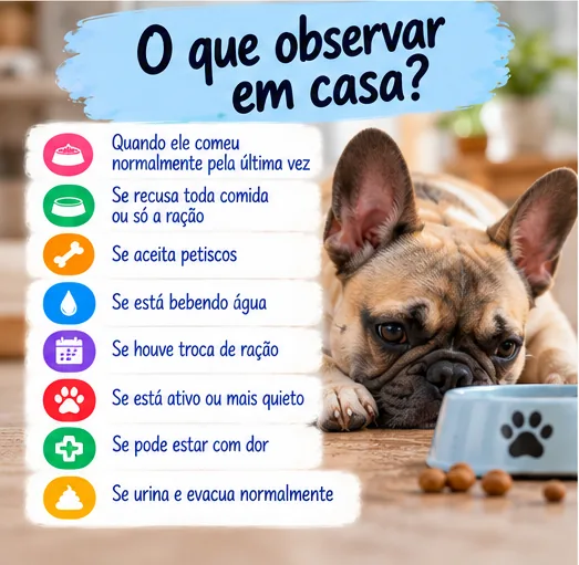 O que observar em casa quando o cachorro não quer comer, incluindo água, petiscos, comportamento, dor, urina e fezes