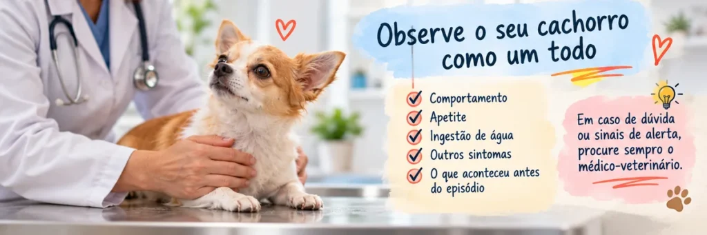 Veterinário examinando cachorro e orientações sobre o que observar após o vômito