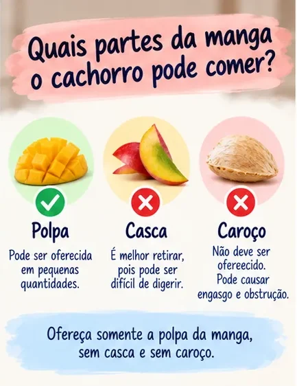 Infográfico mostrando que cachorro pode comer a polpa da manga, mas não deve comer casca nem caroço
