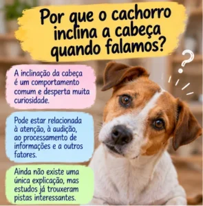 Cachorro inclinando a cabeça durante uma conversa e explicação sobre esse comportamento