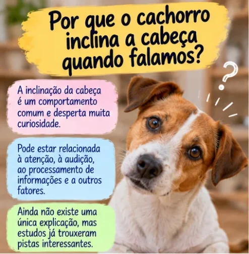 Cachorro inclinando a cabeça durante uma conversa e explicação sobre esse comportamento