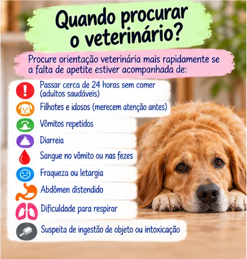 Sinais de alerta e orientações sobre quando procurar o veterinário se o cachorro não quer comer