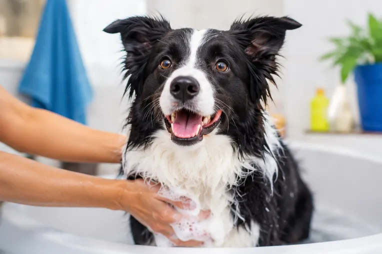 Border Collie durante os cuidados de banho e higiene