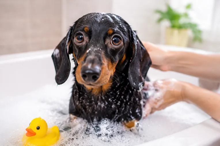 Dachshund após o banho e a secagem