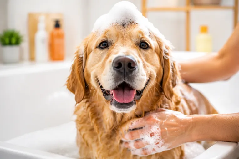 Golden Retriever com pelagem limpa e seca após o banho