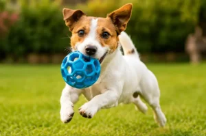 Brinquedos e Brincadeiras para Cães: Como Gastar a Energia do Seu Pet Corretamente