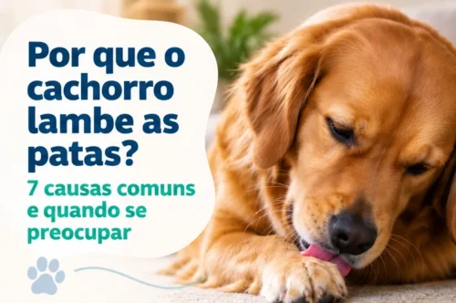lamber patas