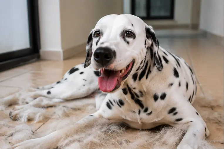 Cachorro de pelo curto durante período de troca de pelagem