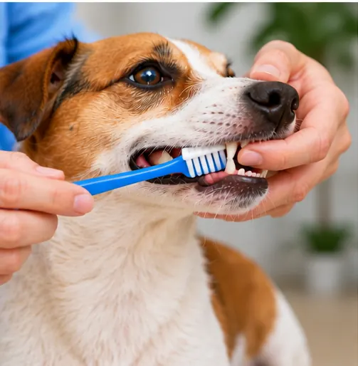 Escovação dos dentes de cachorro para cuidados com a saúde bucal
