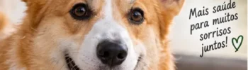 Como Escovar os Dentes do Cachorro: Guia Prático