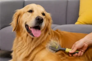 Cachorro Soltando Muito Pelo: 5 Causas Comuns e Como Resolver em Casa
