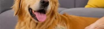 Cachorro Soltando Muito Pelo: 5 Causas Comuns e Como Resolver em Casa