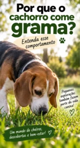 Por que o Cachorro Come Grama? Entenda os Motivos