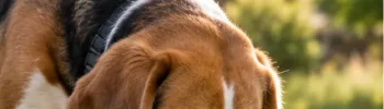 Por que o Cachorro Come Grama? Entenda os Motivos