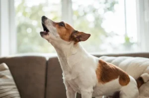 Como Fazer o Cachorro Parar de Latir por Tudo: Guia Prático Antilatido