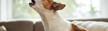 Como Fazer o Cachorro Parar de Latir por Tudo: Guia Prático Antilatido