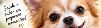 cachorro pode comer maçã?