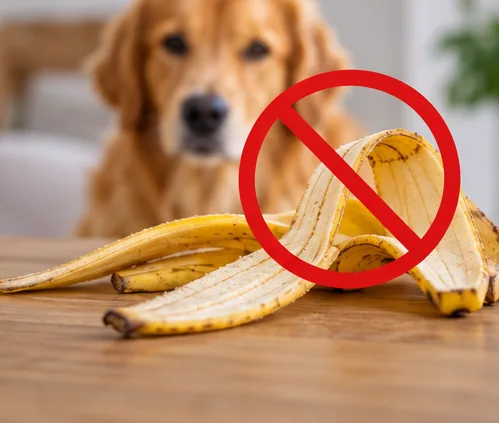 Cachorro diante de banana sem casca preparada como petisco