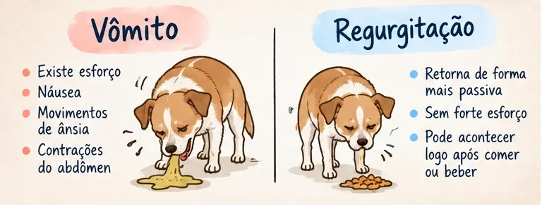 Diferenças entre vômito e regurgitação em cachorros